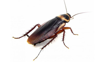 蟑螂防治 蟑螂防治